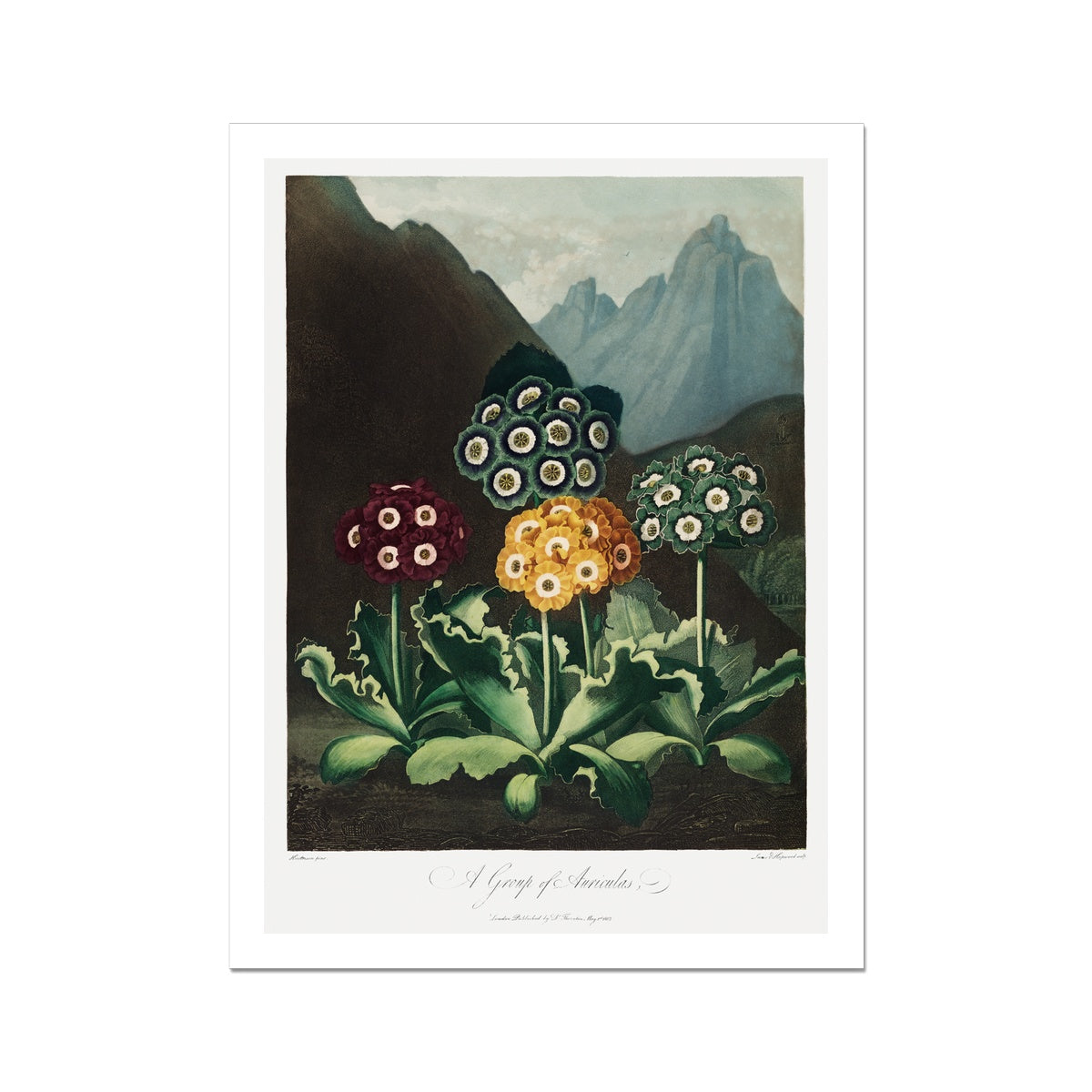 A Group of Auriculas from The Temple of Flora (1807) by Robert John Thornton Fine Art Print - 2