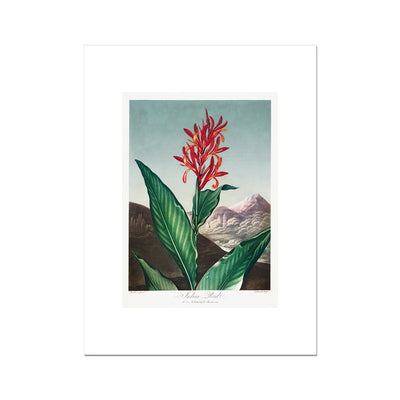 Indian Reed from The Temple of Flora (1807) by Robert John Thornton Fine Art Print