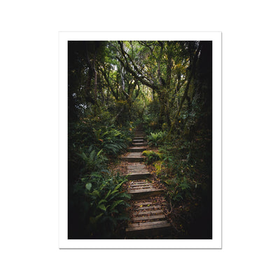 Pathway in New Zealand tropical jungle Fine Art Print