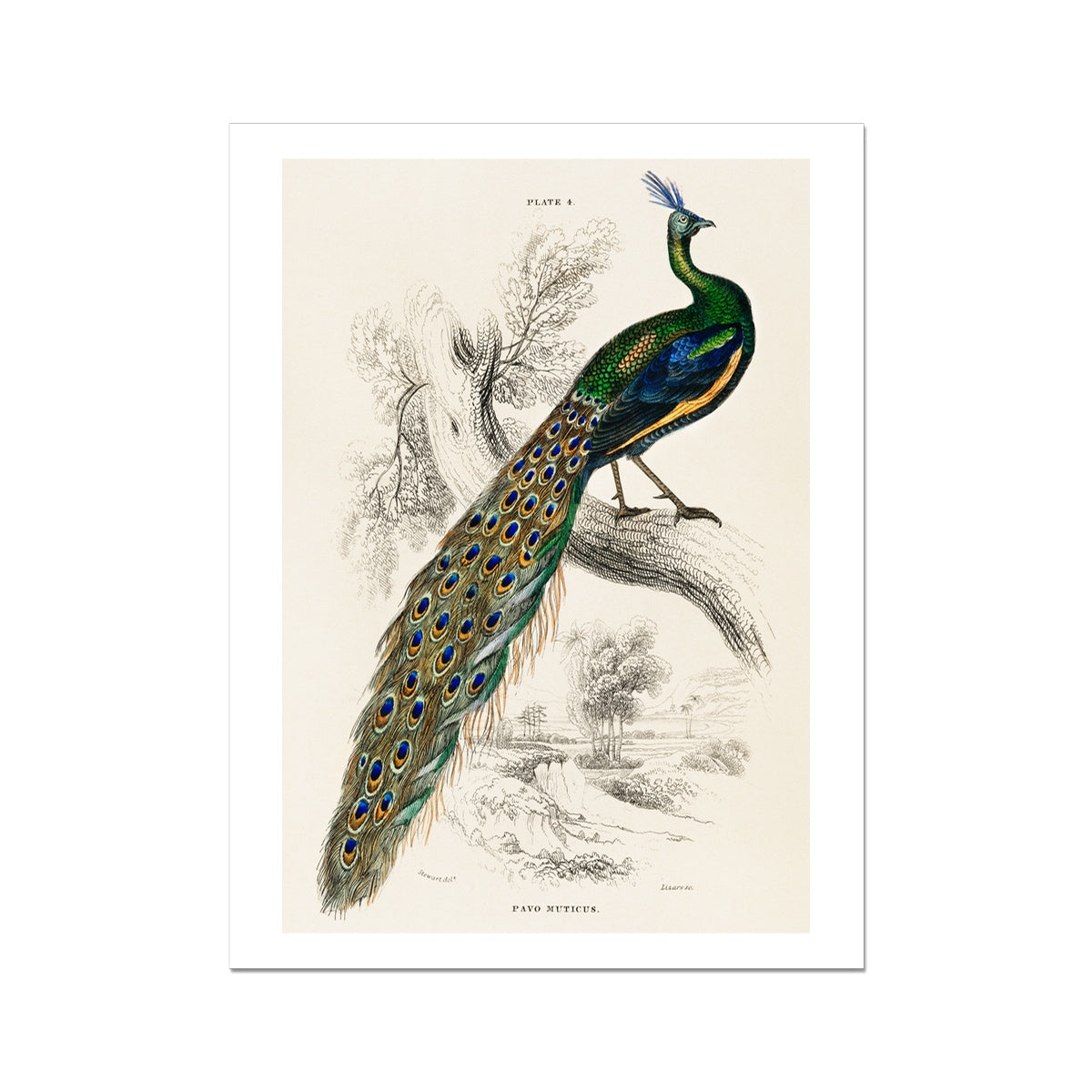 Peacock from The Naturalist’s Library (1836) by Sir William Jardine  Fine Art Print