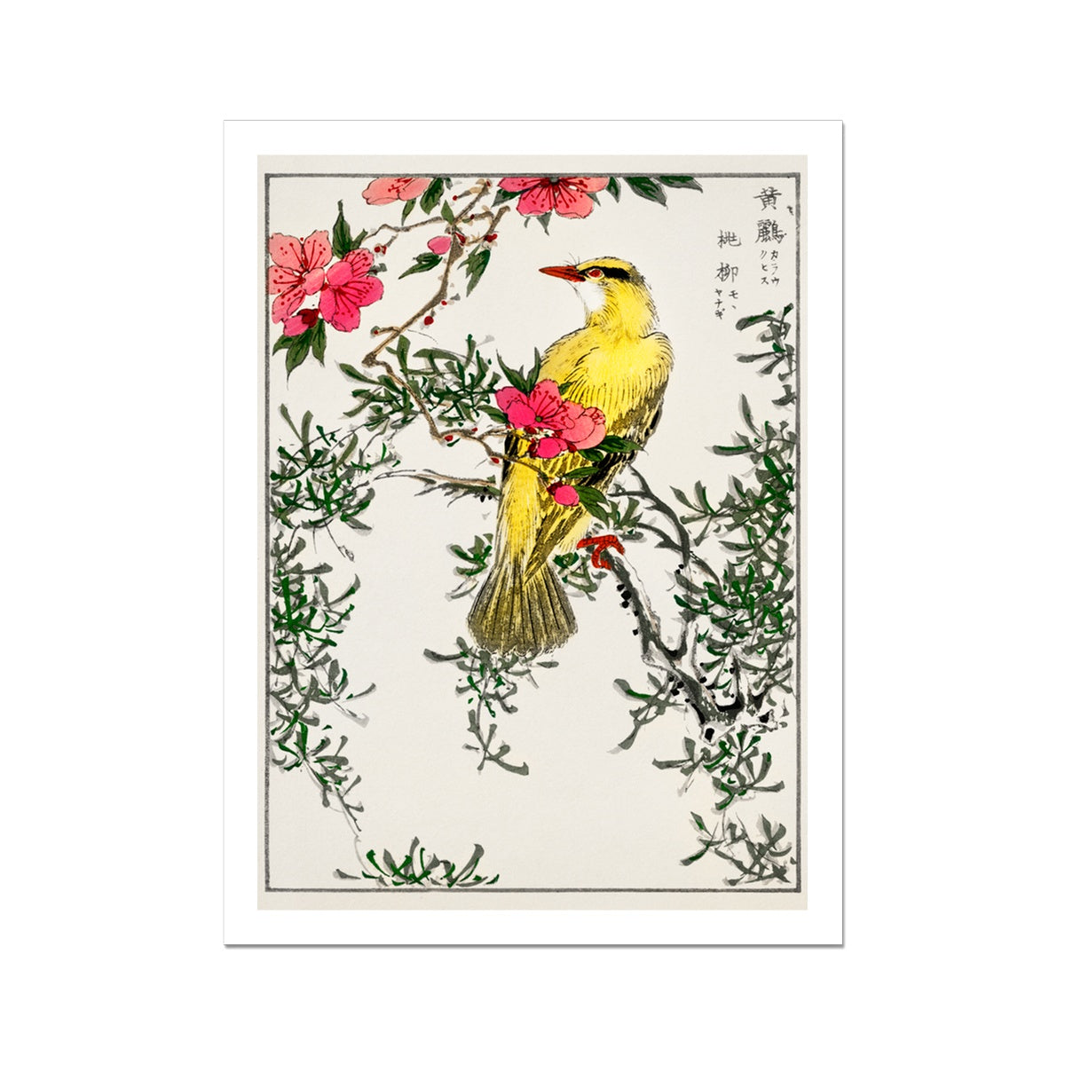 Chinese Bush-warbler and Drooping Peach. Pictorial Monograph of Birds (1885) by Numata Kashu Fine Art Print