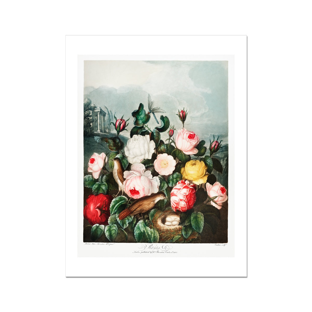 Roses from The Temple of Flora (1807) by Robert John Thornton Fine Art Print