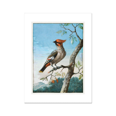 Bird Study painting by George Edwards  Fine Art Print - 1