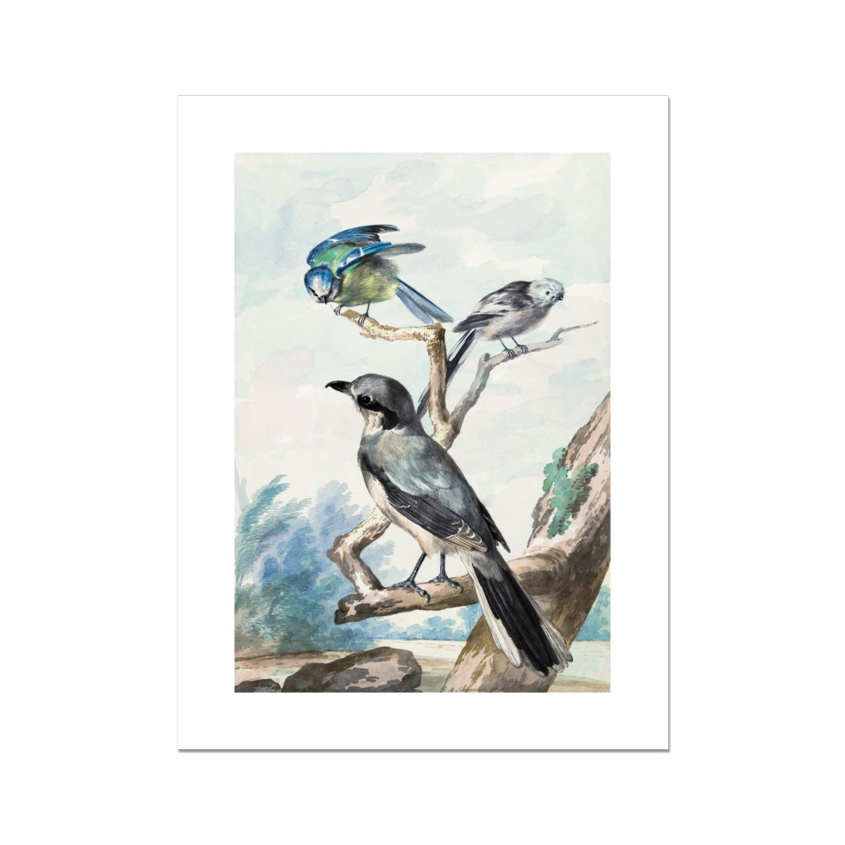 Three birds: a Long-tailed Tit, a Blue Tit and a Great Gray Shrike or Great Shrike (1756) by Aert Schouman Fine Art Print