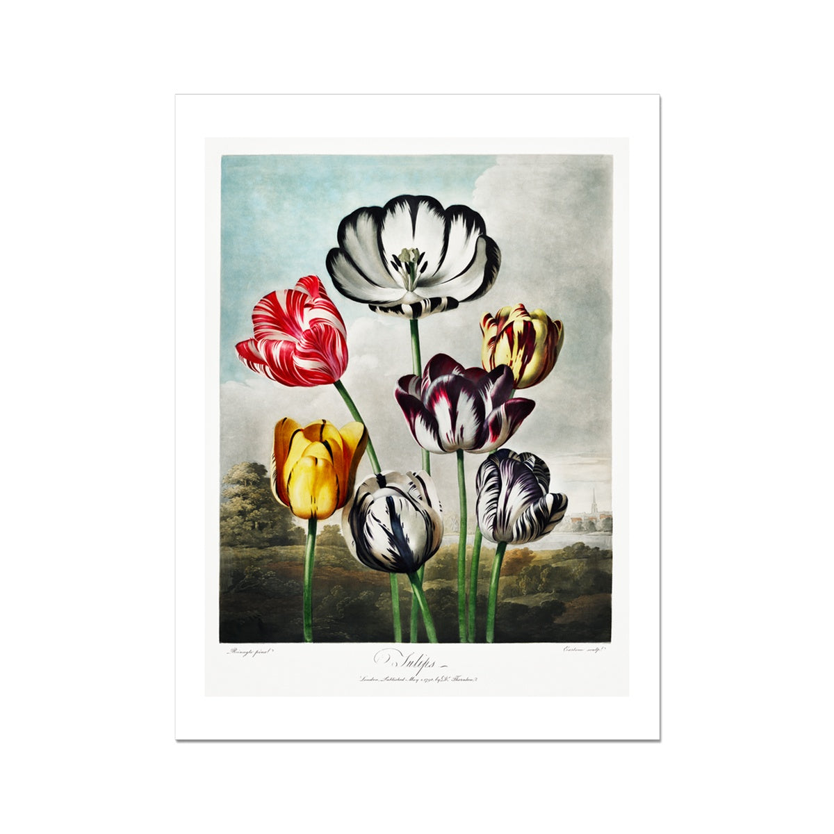 Tulips from The Temple of Flora (1807) by Robert John Thornton Fine Art Print