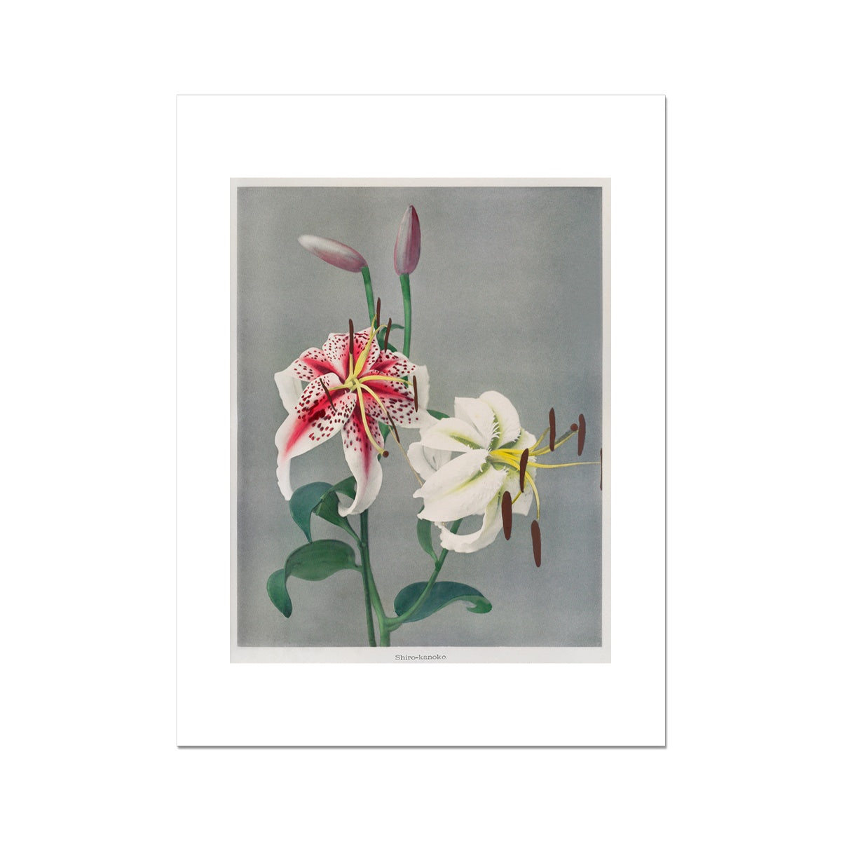 Lily, hand–colored collotype from Some Japanese Flowers (1896) by Kazumasa Ogawa Fine Art Print - 2