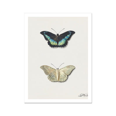 Boven - en onderaanzicht van een vlinder by Georgius Jacobus Johannes van Os (1782–1861) Fine Art Print