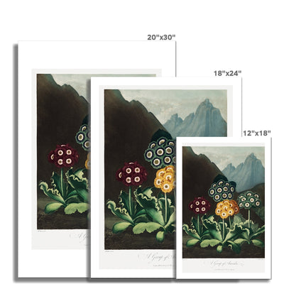 A Group of Auriculas from The Temple of Flora (1807) by Robert John Thornton Fine Art Print - 2