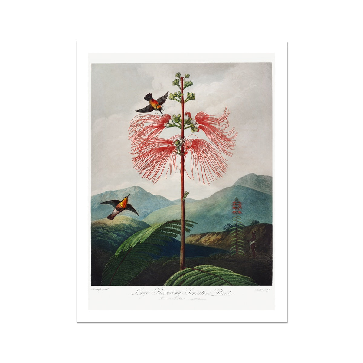 Large–Flowering Sensitive Plant from The Temple of Flora (1807) by Robert John Thornton Fine Art Print