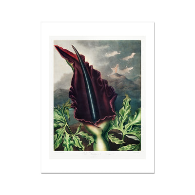 The Dragon Arum from The Temple of Flora (1807) by Robert John Thornton Fine Art Print