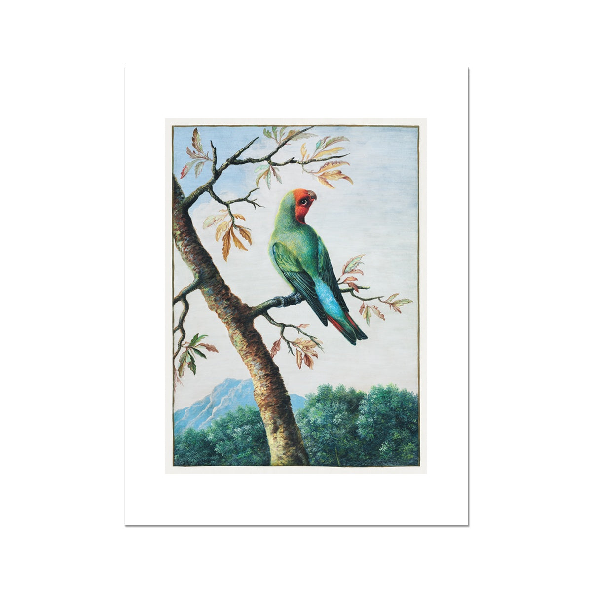 Bird Study painting by George Edwards Fine Art Print - 2