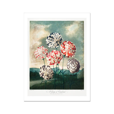 A Group of Carnations from The Temple of Flora (1807) by Robert John Thornton Fine Art Print