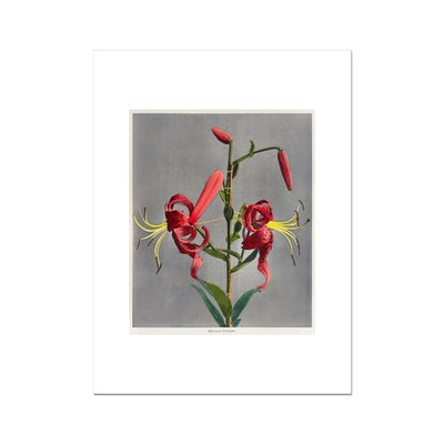Lily, hand–colored collotype from Some Japanese Flowers (1896) by Kazumasa Ogawa  Fine Art Print - 1