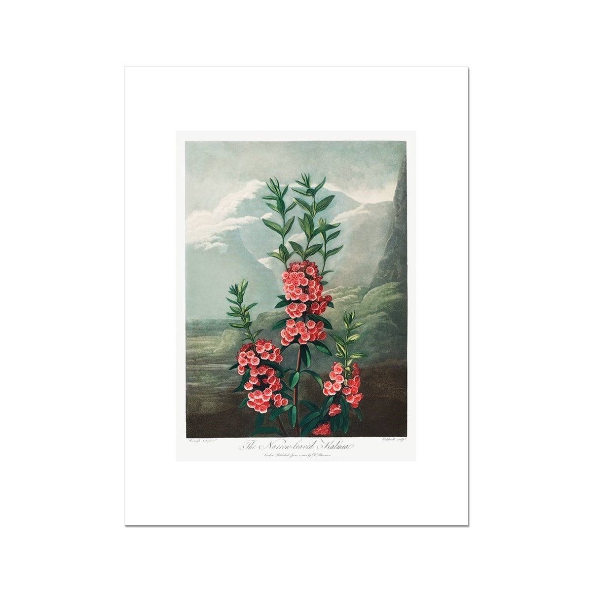 The Narrow–Leaved Kalmia from The Temple of Flora (1807) by Robert John Thornton Fine Art Print
