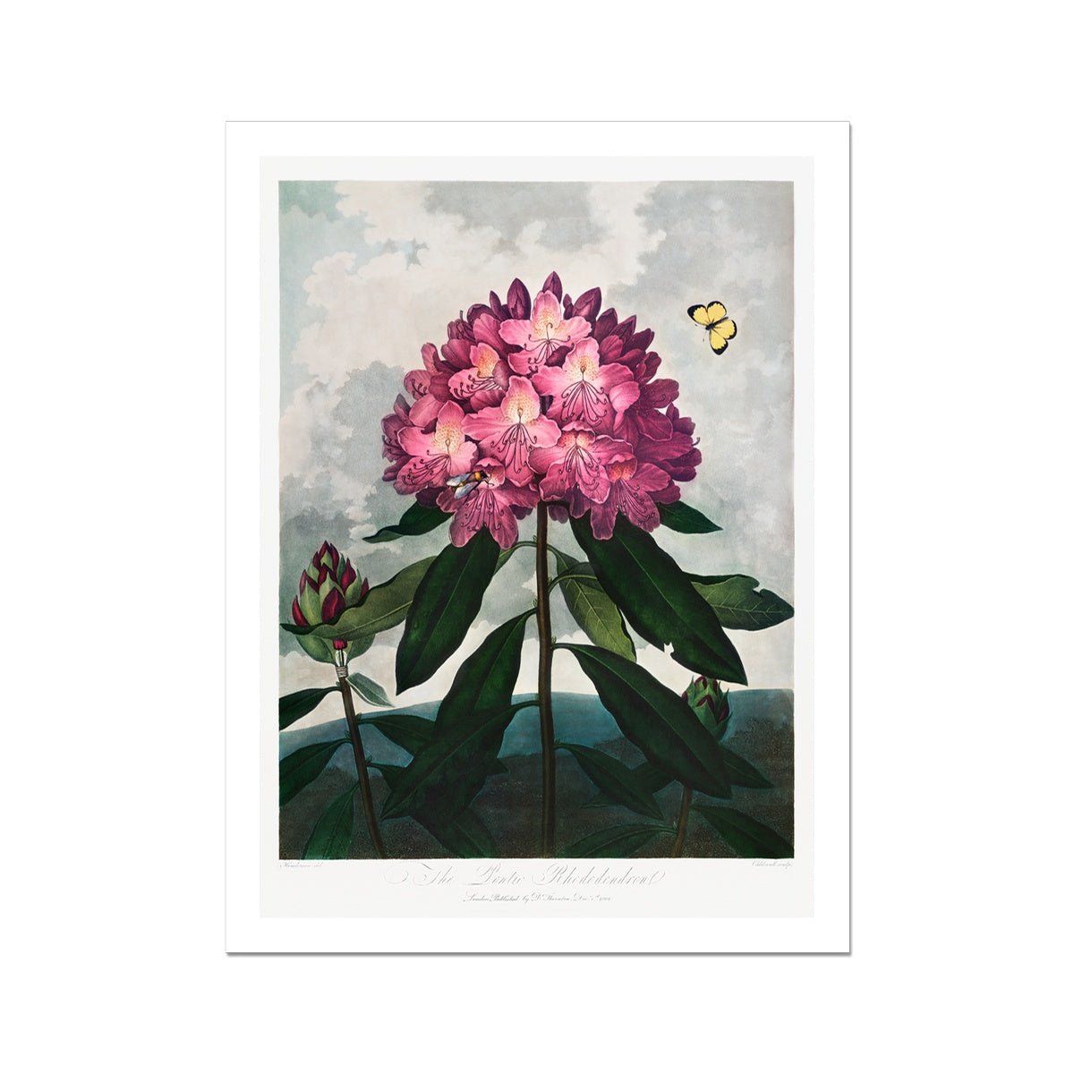 The Pontic Rhododendron from The Temple of Flora (1807) by Robert John Thornton Fine Art Print